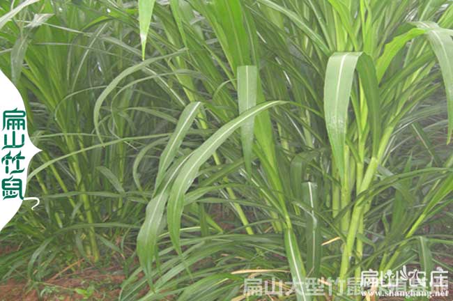 懷化竹鼠皇竹草種植（zhí）
