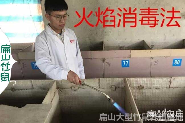 竹鼠养殖如何消毒