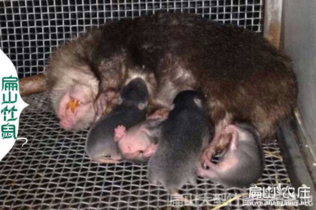 重慶大中竹鼠養殖基地（dì）