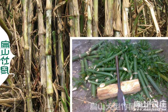 竹鼠養殖補貼申請流程