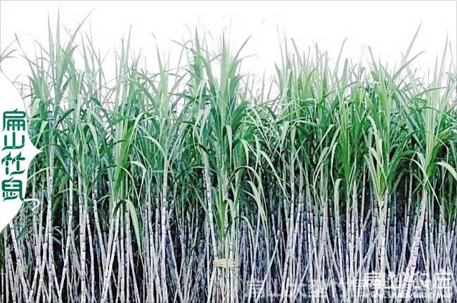 桂林大中的甘蔗種（zhǒng）植基地