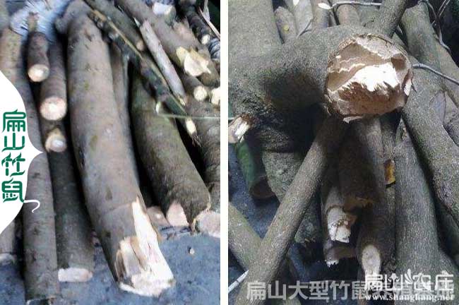 竹鼠喜歡吃的鴨腳木（mù）批發