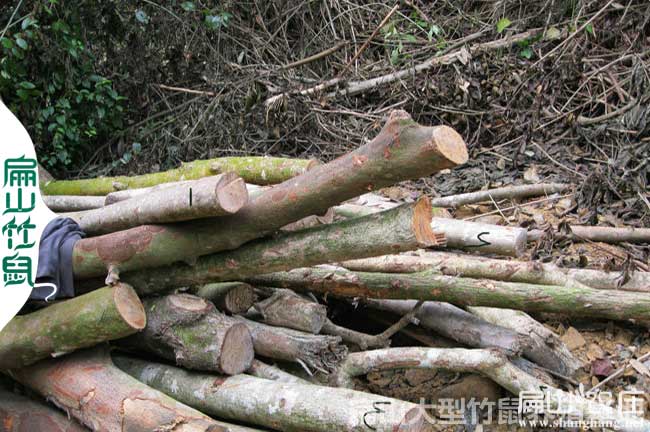 竹鼠吃（chī）鹅掌柴