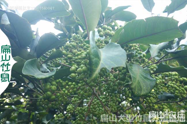 竹鼠鴨腳森治療感冒