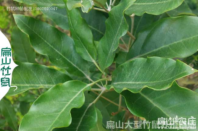 三（sān）江鴨腳木種植