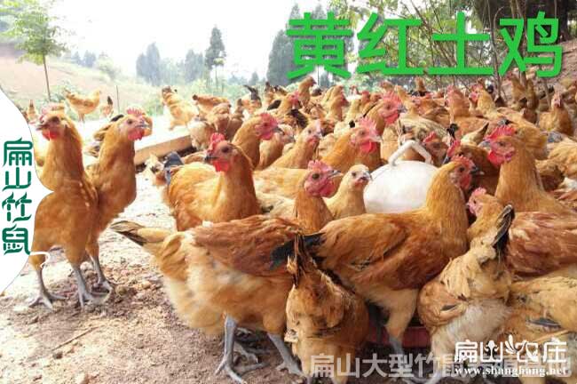 江西青腳肉雞（jī）苗批發