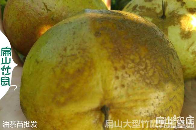 中國油茶（chá）大果子（zǐ）