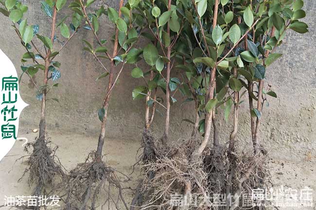 赤壁油茶苗批（pī）發