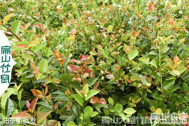 百色專業油茶（chá）合作社
