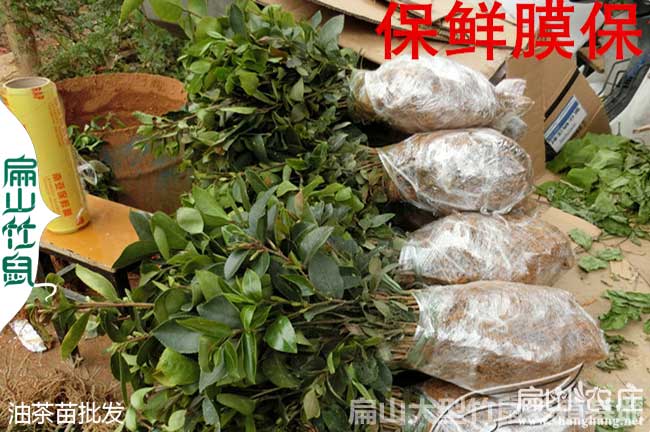 南寧專業油茶合作社
