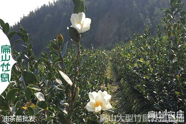 油茶（chá）的整（zhěng）地