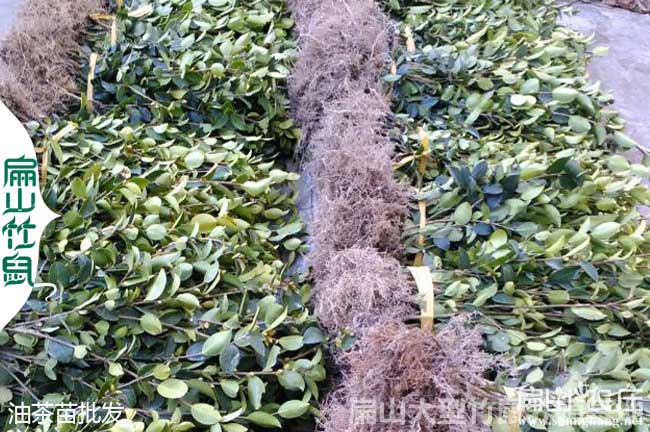 油茶的修（xiū）剪