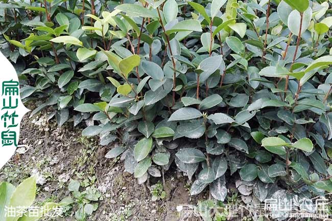 廣東大中（zhōng）的油茶種植基地