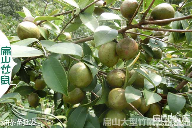廣西油茶的基本概況