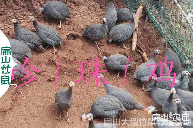 漳州平和珍珠（zhū）雞養殖基地