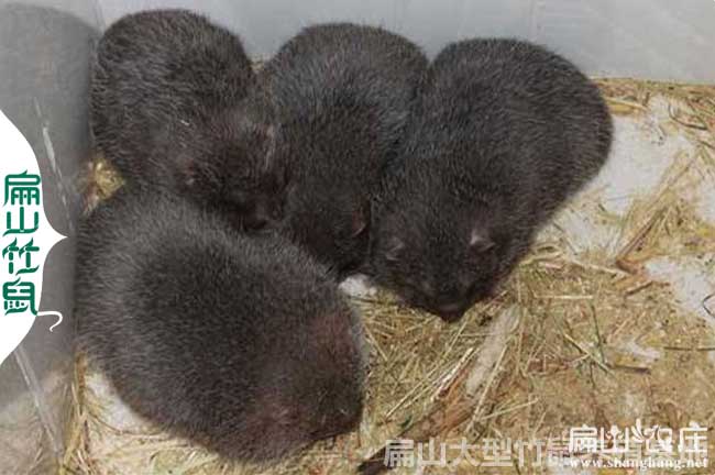 興安竹鼠養殖基地
