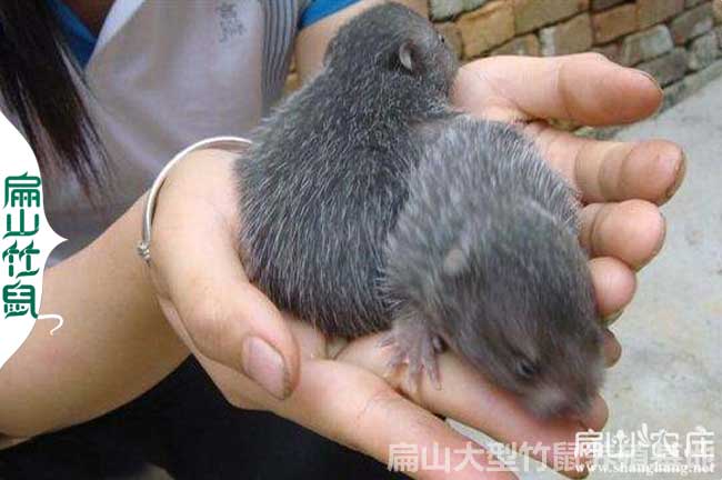 安陽竹鼠養殖