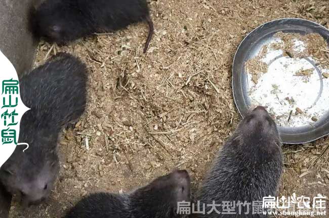 竹（zhú）鼠大王劉勇明電話