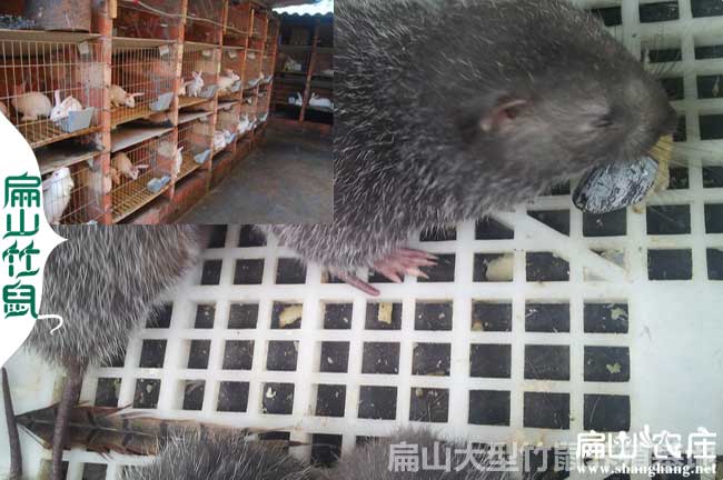 安陽竹鼠種苗