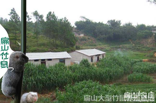 什邡白竹鼠竹鼠養殖（zhí）