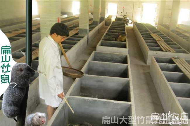 雲南竹（zhú）鼠種養殖合作社