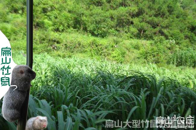 百色皇竹草種植（zhí）基地（dì）