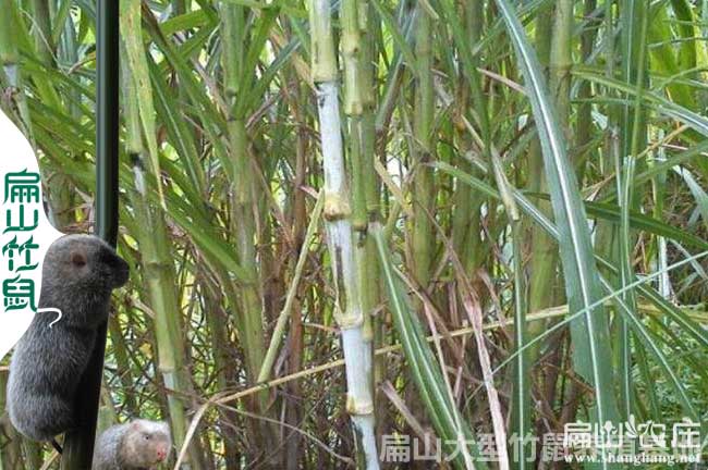 永州竹鼠（shǔ）專（zhuān）業養（yǎng）殖