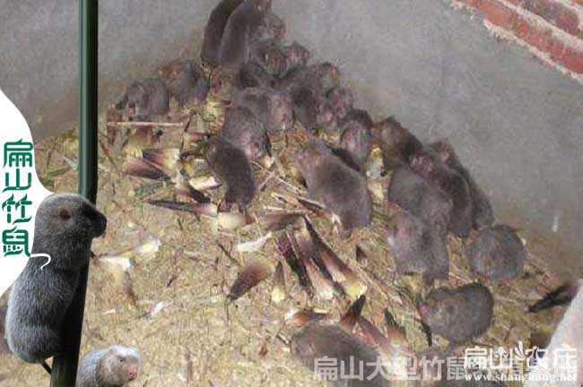上思竹鼠種（zhǒng）苗批發
