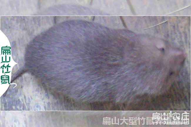 南寧的（de）竹鼠種苗批發