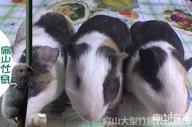 何蘭（lán）竹鼠種苗批發（fā）