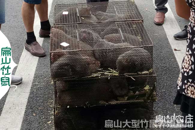 廣西竹鼠種苗收購