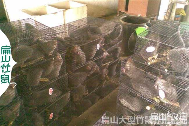 桂林竹鼠（shǔ）養殖發貨運輸