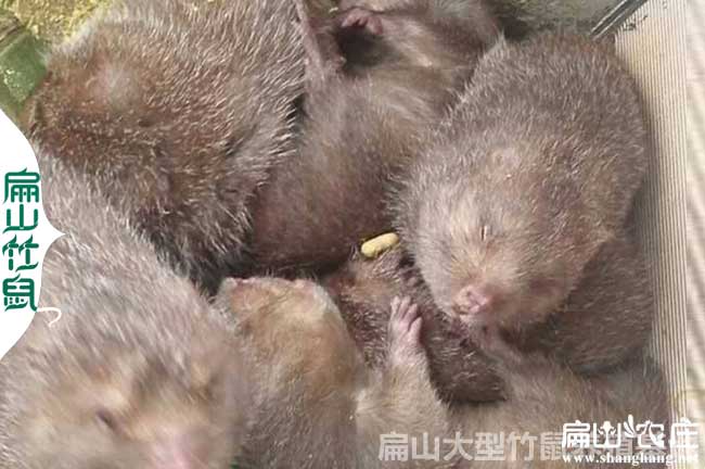 高產竹鼠種苗