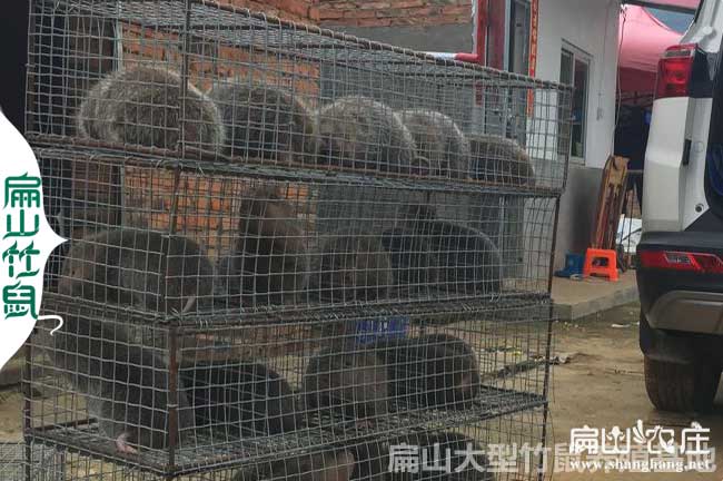 重慶竹鼠養殖基地