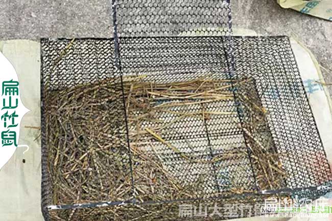 嶽陽（yáng）竹鼠批（pī）發