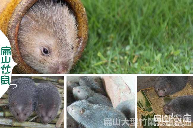 福建竹鼠繁殖基地(dì) 福建竹鼠繁殖基地(dì)
