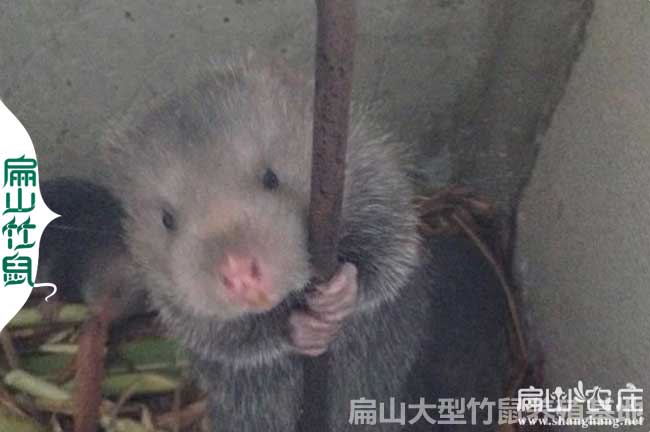 湘鄉（xiāng）竹鼠養殖