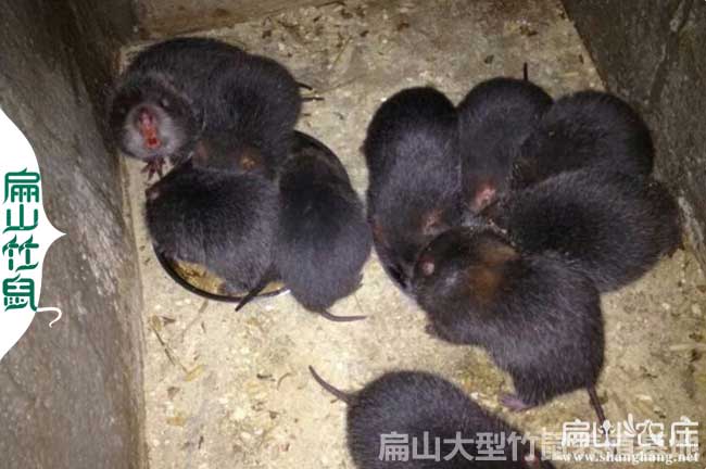 新田竹鼠種苗批發
