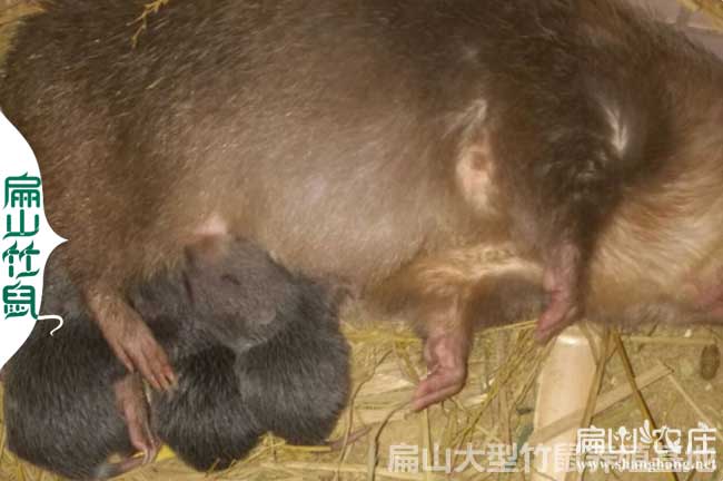 南寧（níng）種鼠配（pèi）種情況介紹