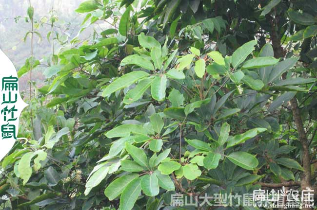 多給竹鼠吃（chī）鴨（yā）腳木