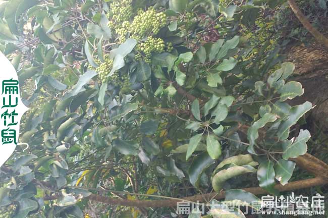 三江竹鼠鴨腳（jiǎo）木繁殖基地