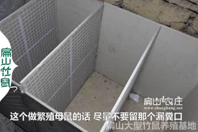 竹鼠池子的建設（shè）