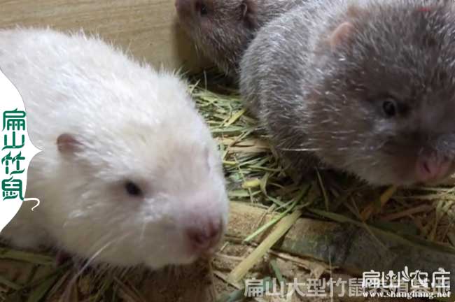 竹鼠養殖證件相關