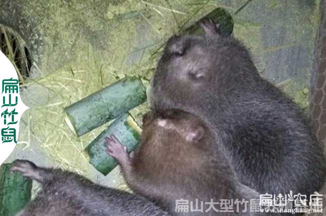 福建竹鼠銷售