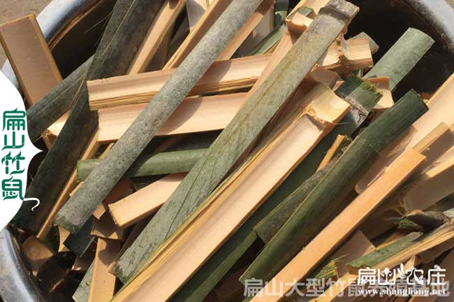 竹鼠吃竹子
