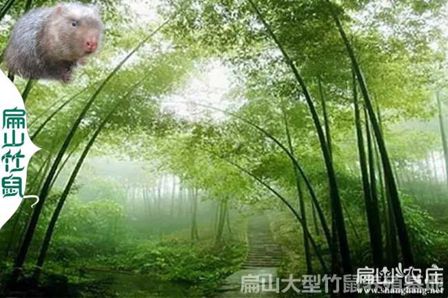 廣西銀星c紅頰竹鼠種苗批發