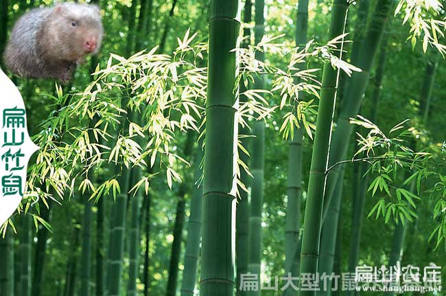 張（zhāng）家界商品竹鼠