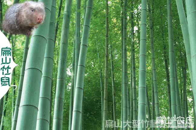 張家界竹鼠養殖（zhí）基地
