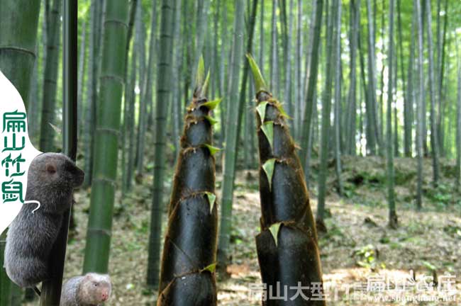 廣（guǎng）西竹鼠種苗批發