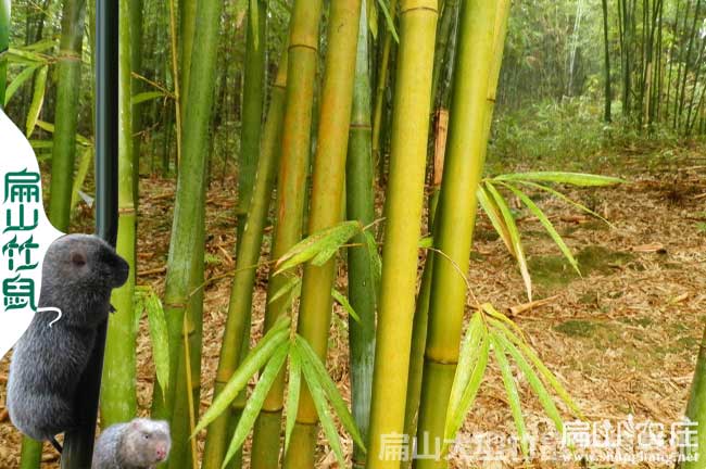 哪些中草藥可以治（zhì）療竹鼠的疾病